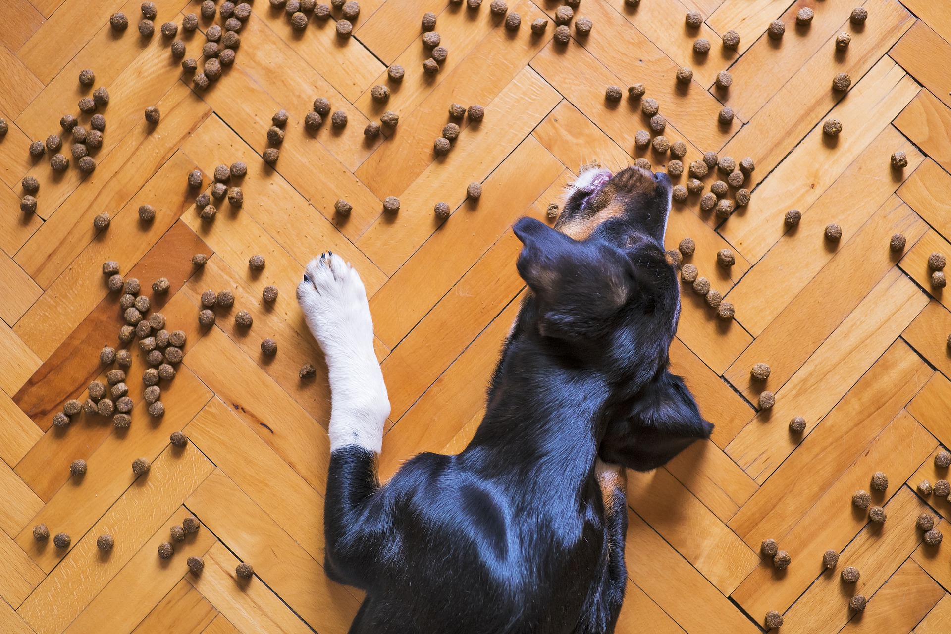 Karma Royal Canin – jaka będzie najlepsza dla mojego psa?