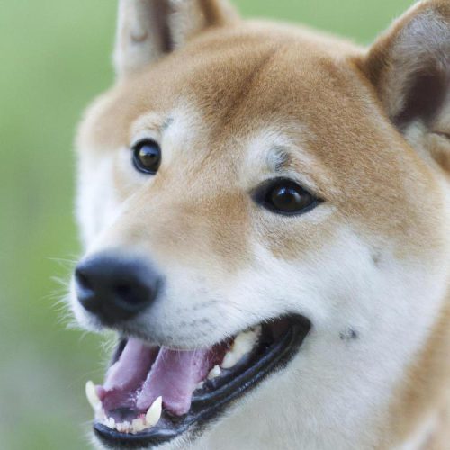 Dogecoin – czym jest?