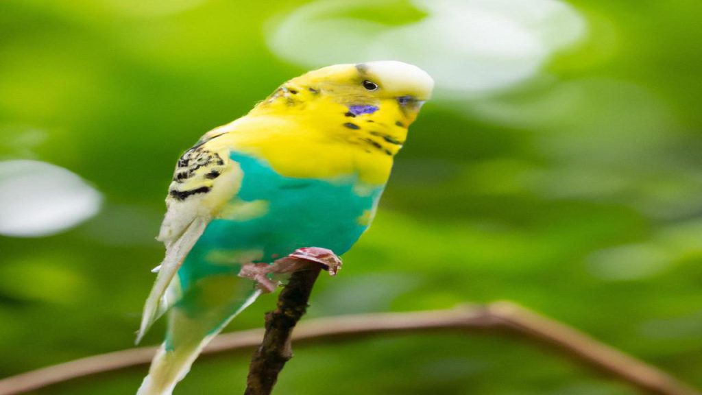 Ile lat żyją papugi faliste?