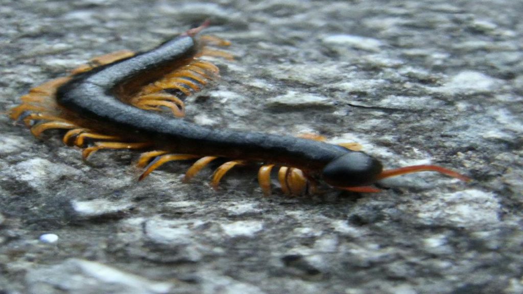 Ile nóg ma stonoga?