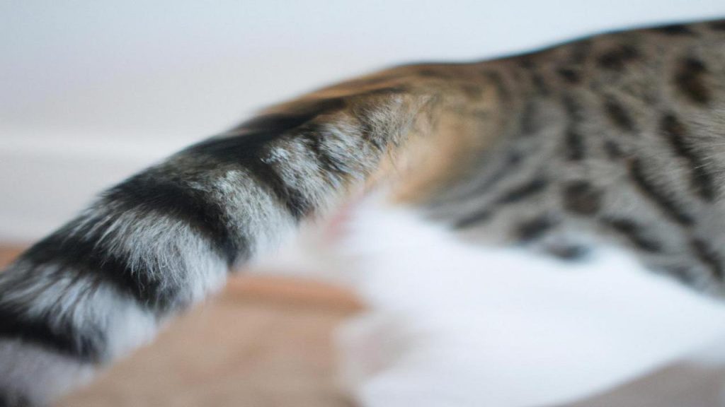 Jak odróżnić kota od kotki?